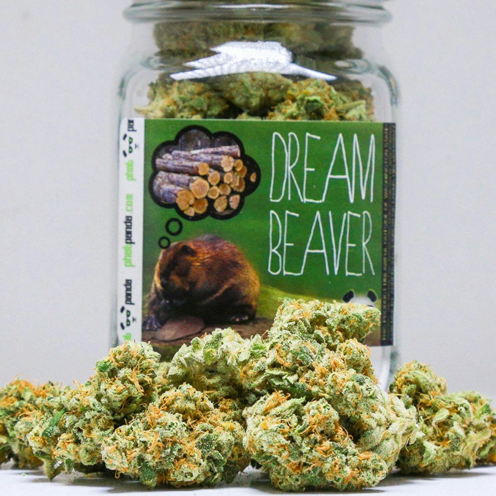 Phat Panda by Grow Op Farms Dream Beaver Leafly